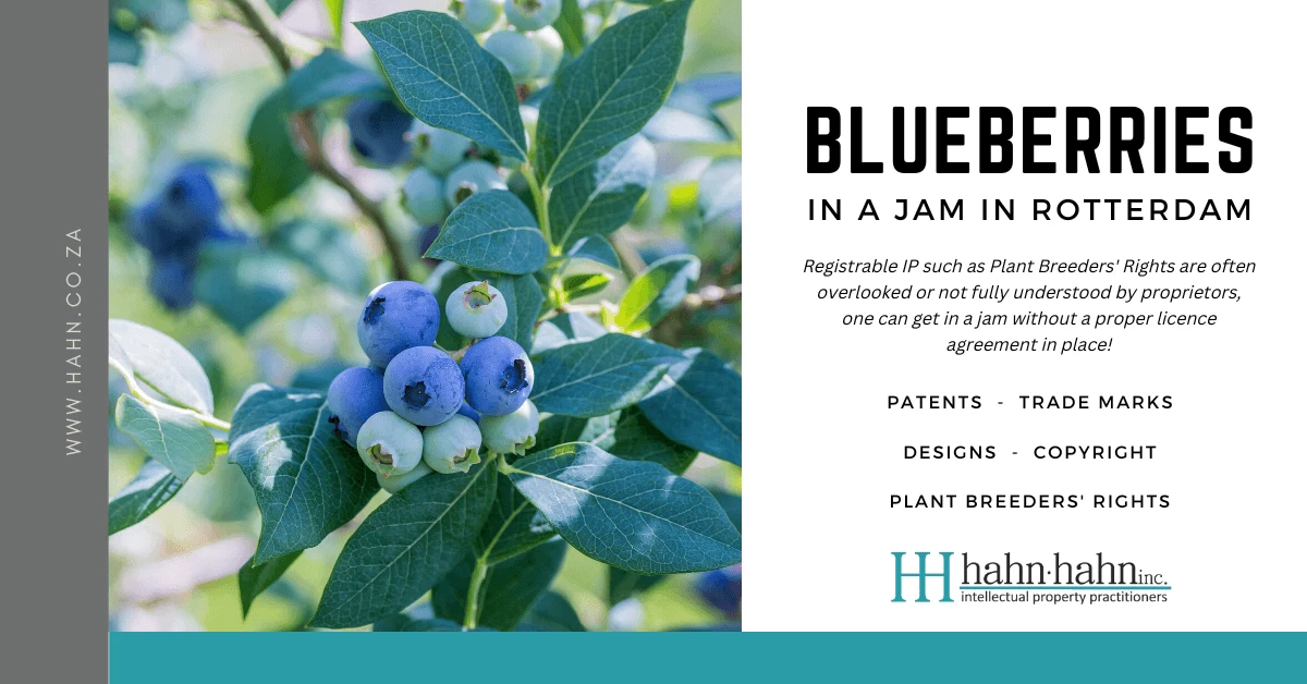 Blueberries in a Jam in Rotterdam